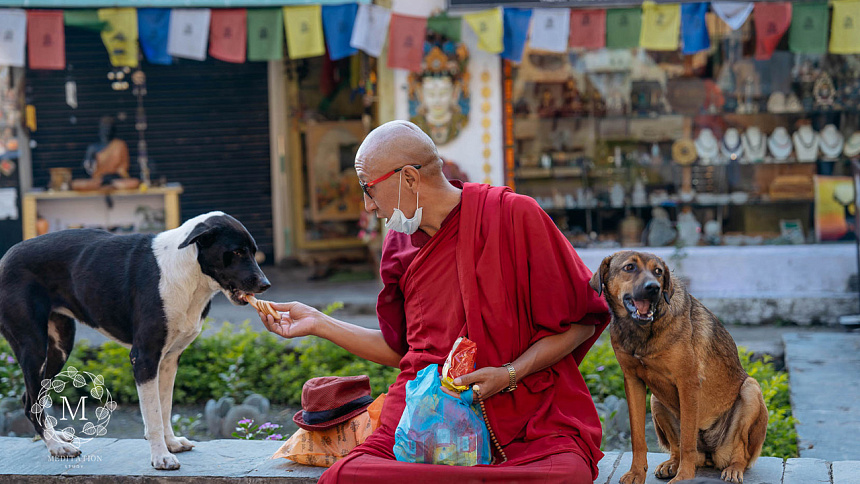 собака фото