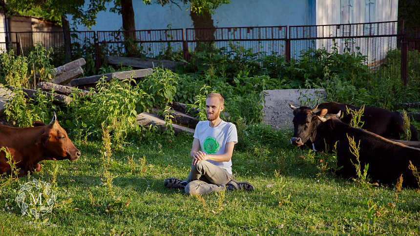 корова в деревне фото