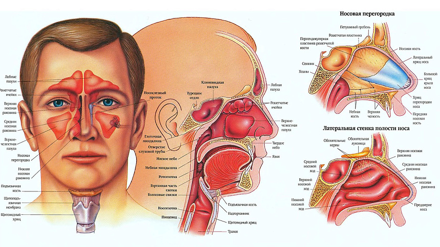 нос внутри фото