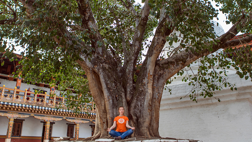 медитация под деревом