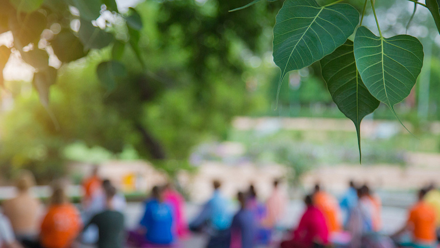 медитация на природе, листок дерева