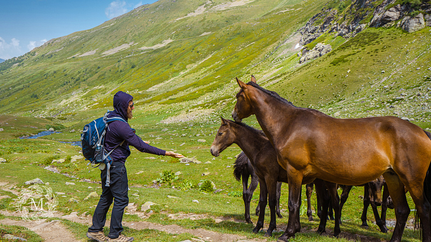 лошади фото