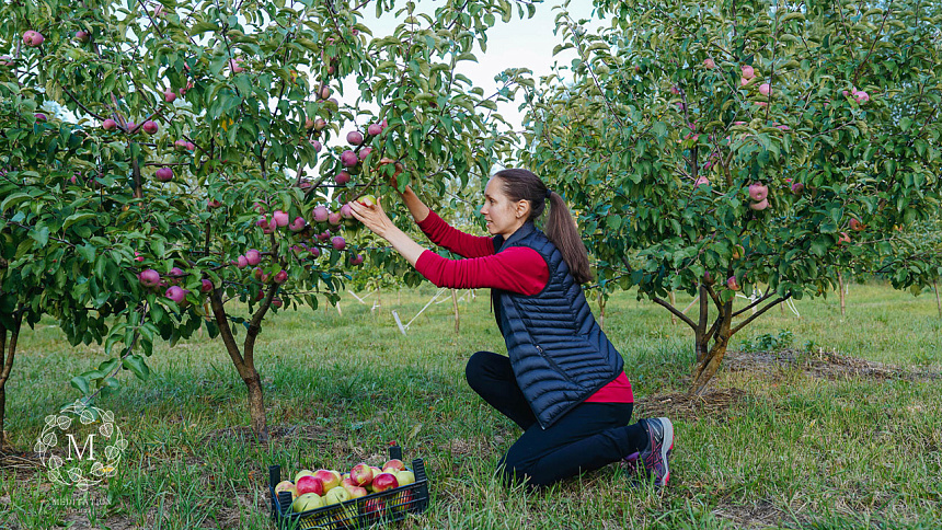 сбор яблок фото