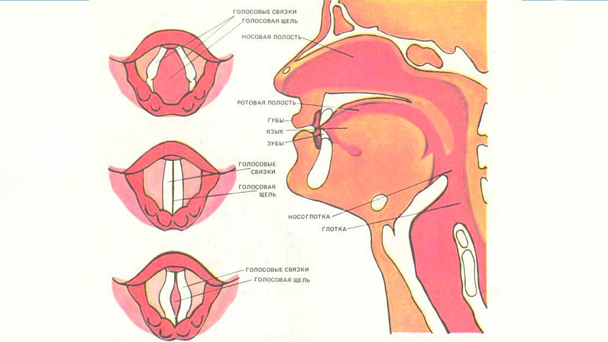 строение горла фото